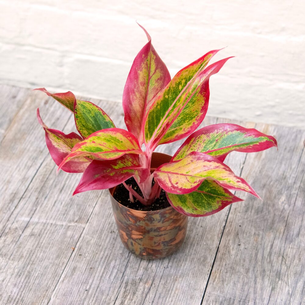 Aglaonema 'Crete' (Chinese Evergreen)