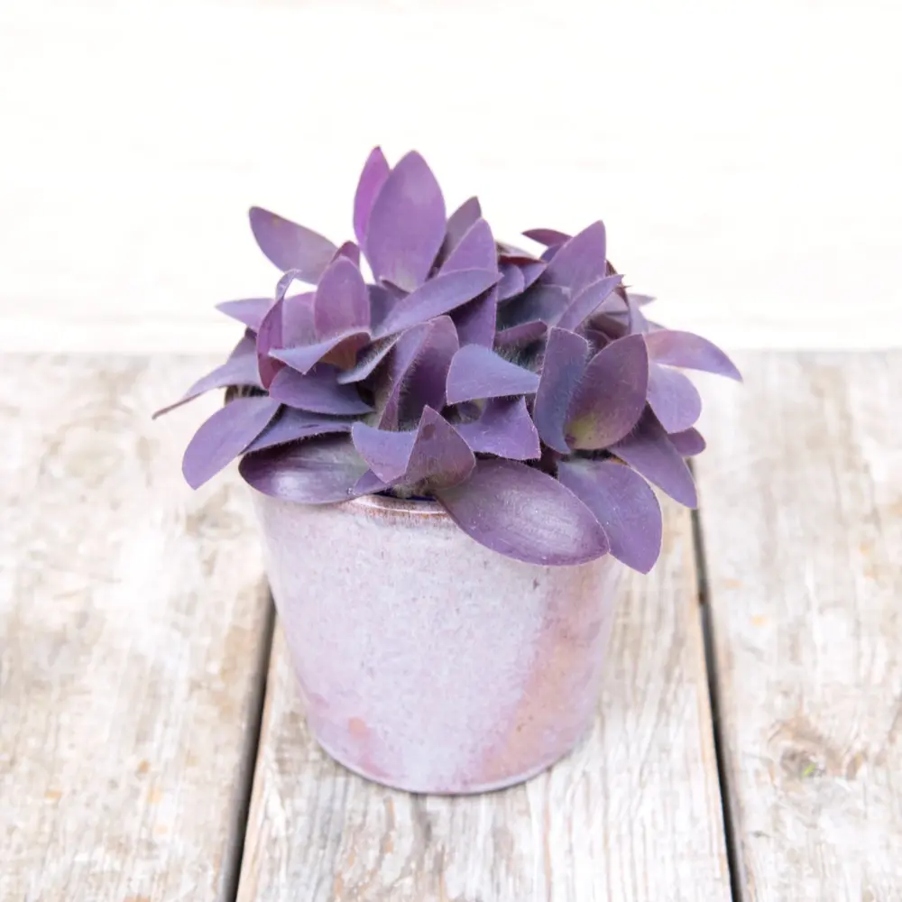 Tradescantia 'Silver Inch Plants'