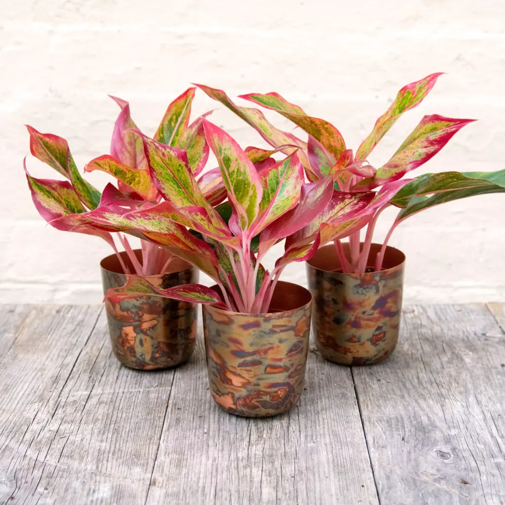 Aglaonema 'Chinese Evergreen'